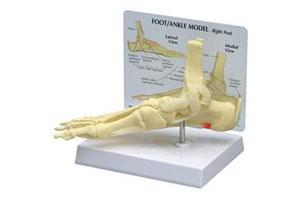 Ankle/Foot Plantar Fasciitis W/ Key Card