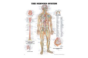 Spinal Nerves Poster 20" X 26"
